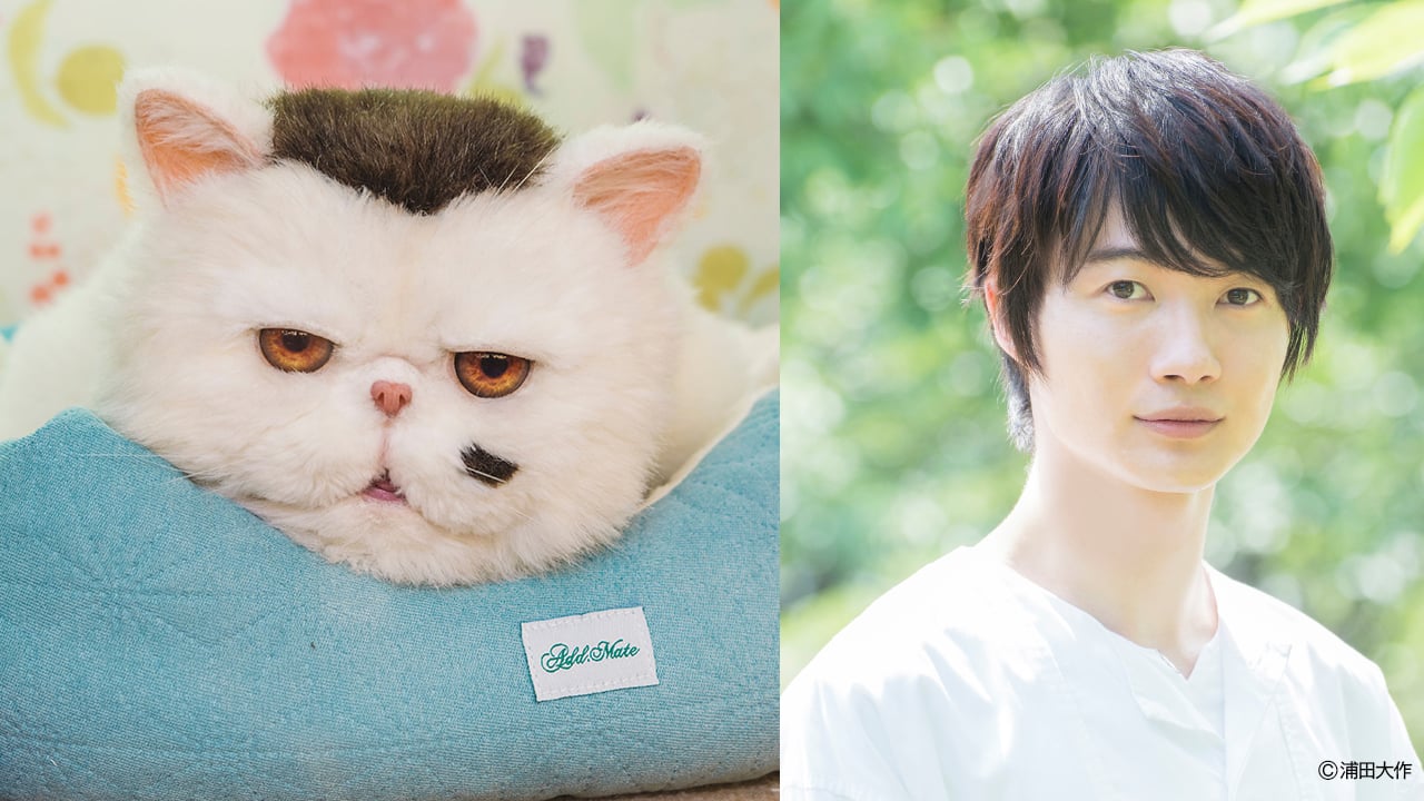 実写ドラマ「おじさまと猫」ブサ猫ふくまる役・神木隆之介さんに決定！「贅沢すぎて夢を見ているようです」