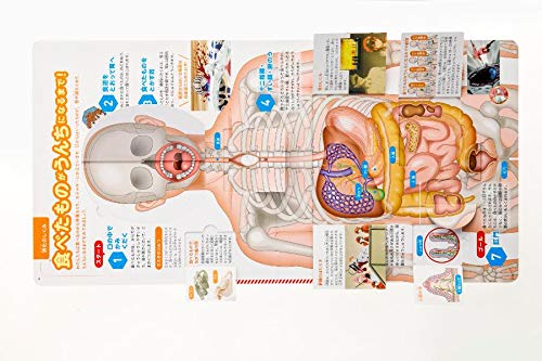 「めくって学べる！　はたらく細胞　からだのしくみ」仕掛けページ２