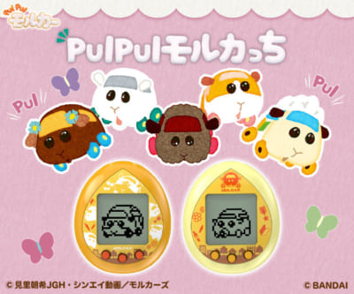 「PUI PUI モルカー」PUI PUI モルカっち