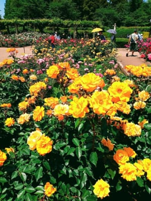 神代植物公園　