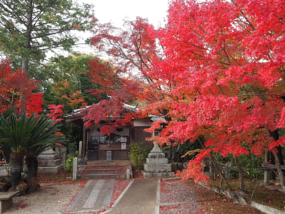 「真言宗御室派総本山仁和寺」紅葉