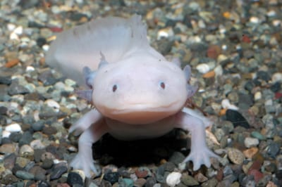 ウーパールーパー特別展示