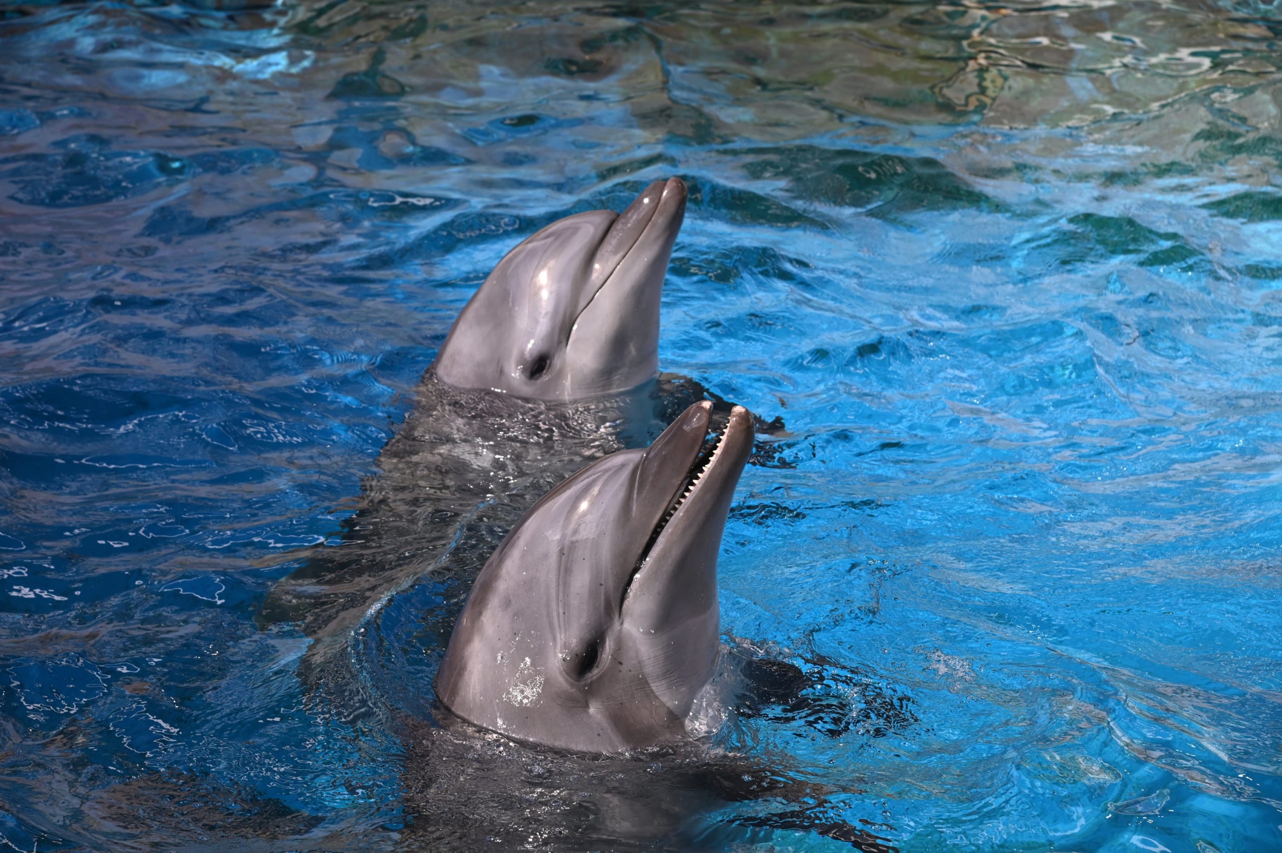 バンドウイルカ