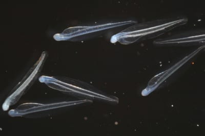 カタクチイワシの孵化仔魚