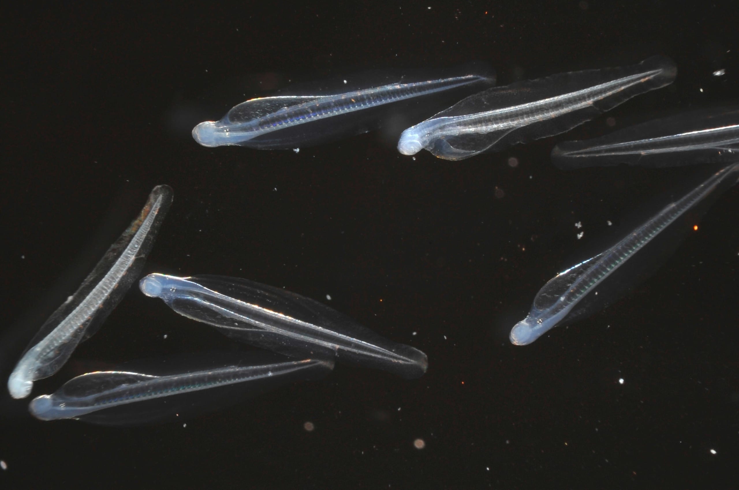 カタクチイワシの孵化仔魚