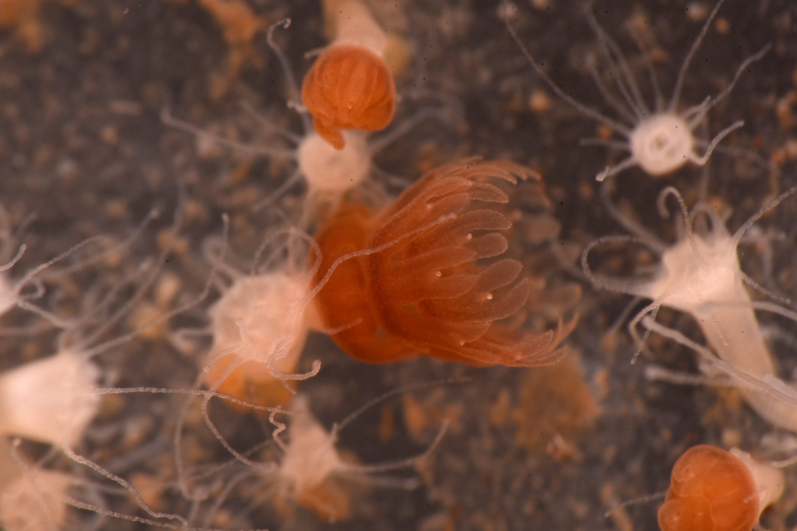 ミズクラゲのストロビラ