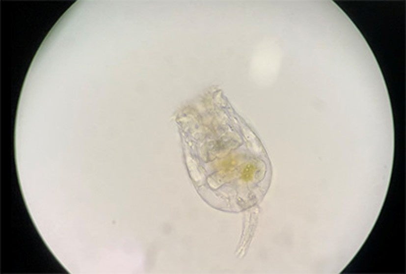 えのたまけんびきょう 顕微鏡で観察する生き物