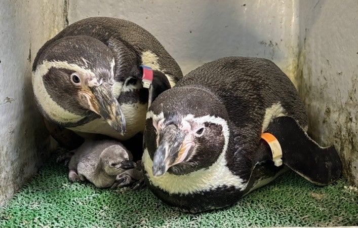 フンボルトペンギンのヒナ
