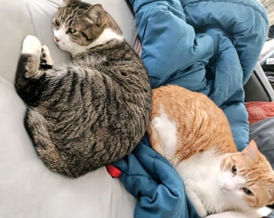 飼い猫がBL化！