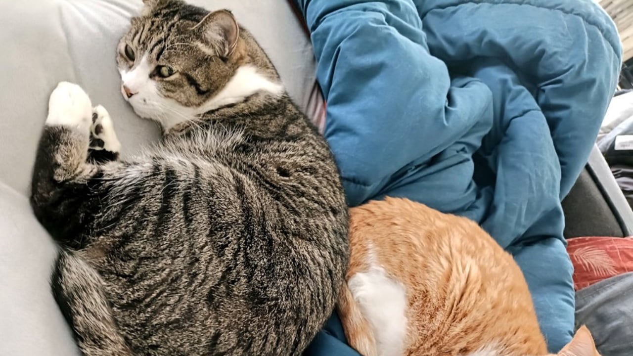 飼い猫をAIで人間化したらまさかの展開に…「おっさんずラブ？」「おじ受なのかな」「癖に刺さる」