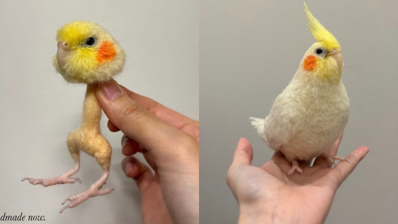 羊毛フェルトで作ったオカメインコの“ビフォーアフター”を投稿!本物にしか見えないリアルさが話題に