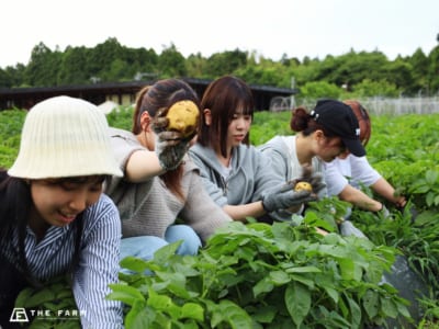 年間100種類の野菜を栽培する農園で、野菜収穫