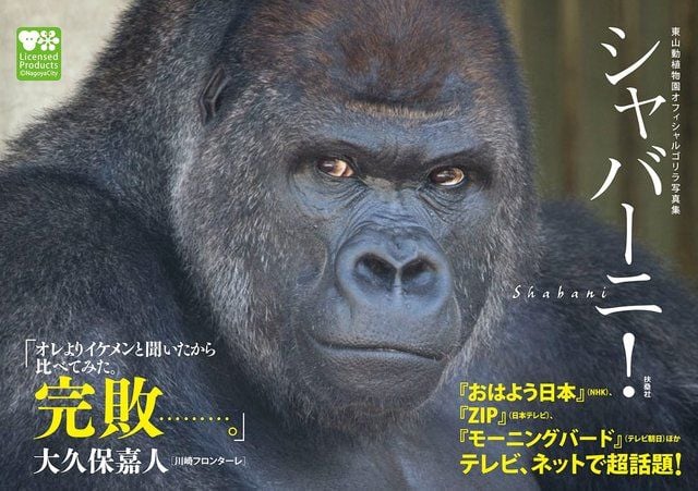 東山動植物園オフィシャルゴリラ写真集 シャバーニ!