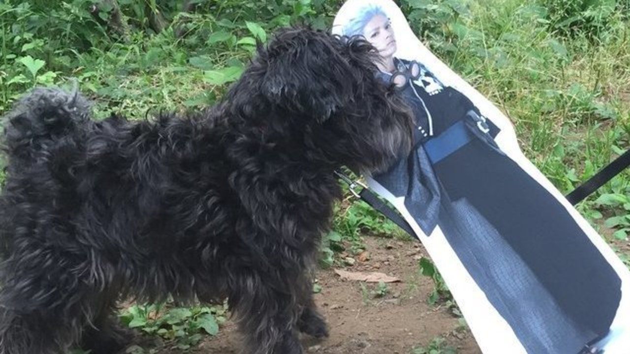 シンディが犬に誘拐されちゃった！？『幕末Rock』がロックの日（6月9日）に久々のパネル芸で大暴れ！